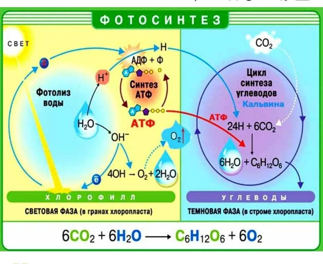 Органические соединения co2. Световая и темновая фаза фотосинтеза. Схема фотосинтеза 9 класс биология. Схема процесса фотосинтеза. Фотосистемы фотосинтеза схема.