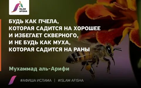 Фраза мухой