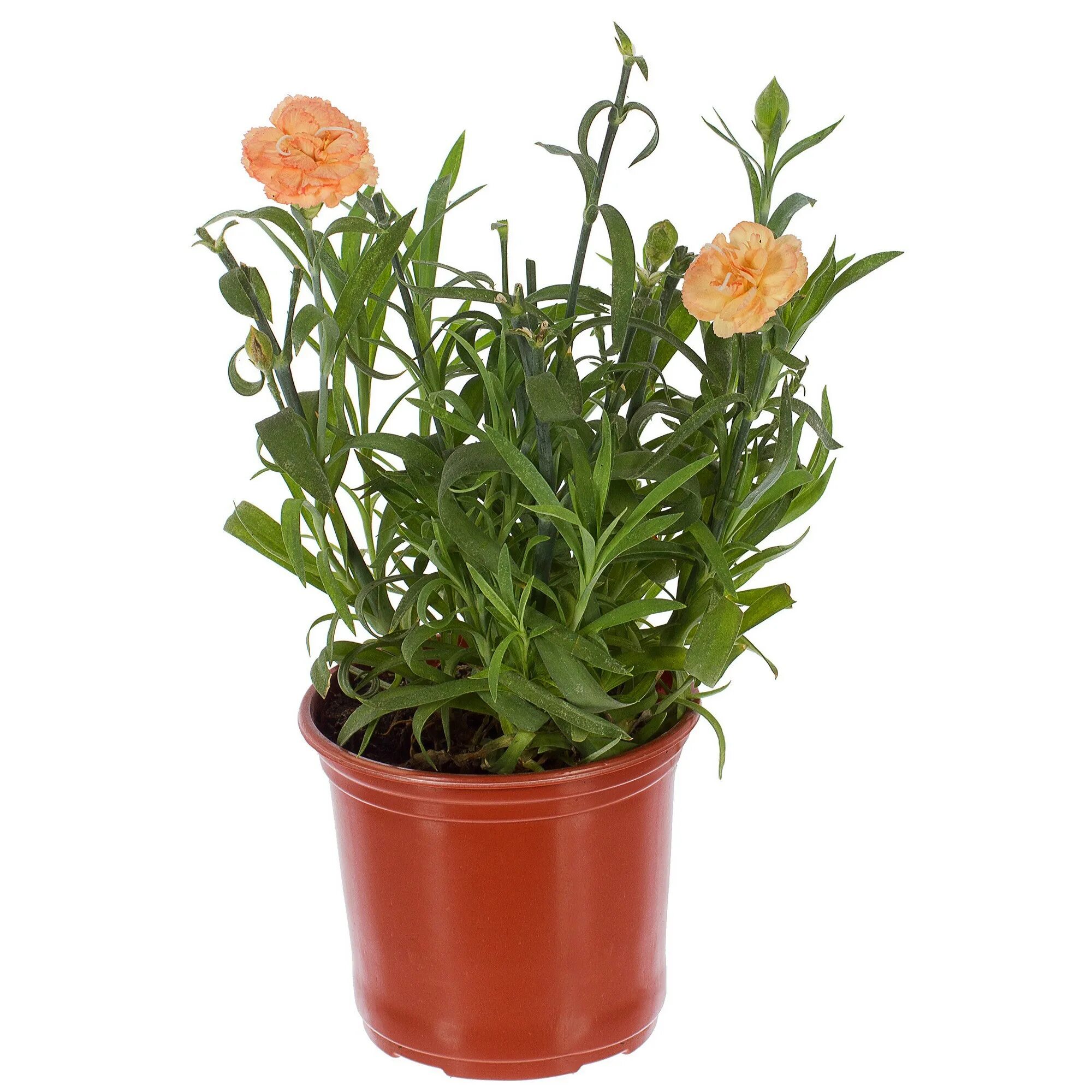 Гвоздика в горшке купить. Гвоздика Диантус рассада. Гвоздика Dianthus Lillipot Mix рассада. Гвоздика Лилипот Скарлет. Гвоздика Лилипот f1 оранж биколор.