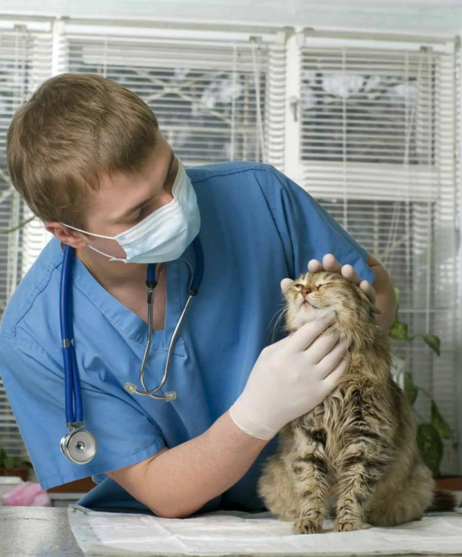 Ветеринарный врач это. Ветеринар. Профессия ветеринар. Vetirenar. Ветеринар с кошкой.