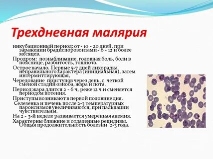 Возбудителем малярии является малярийный
