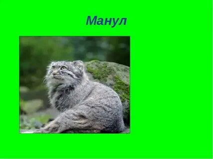 Манул доклад 2 класс
