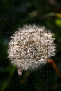 Дикий одуванчик