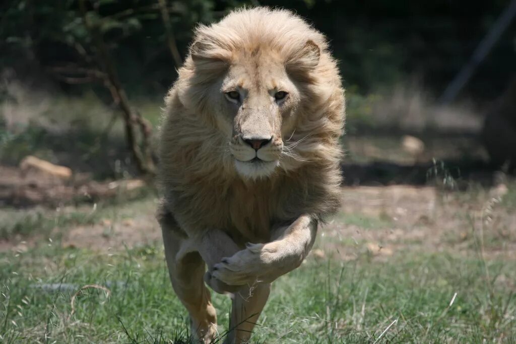 лев в прыжке. лев. лев идущий по саванне. львы братья. лев в прыжке.