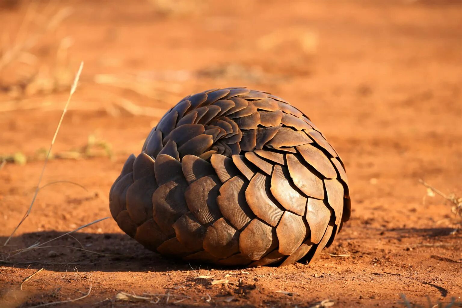 Ежик свернулся. Кошка свернулась клубком. Кошка свернулась калачиком. Древесный панголин. Ежик свернутый.
