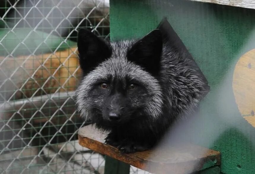 Природный парк иремель животные. Куница на дереве. Животные в зоопаркев росси. Какие животные в уфе. Парк лесоводов уфа зоопарк.