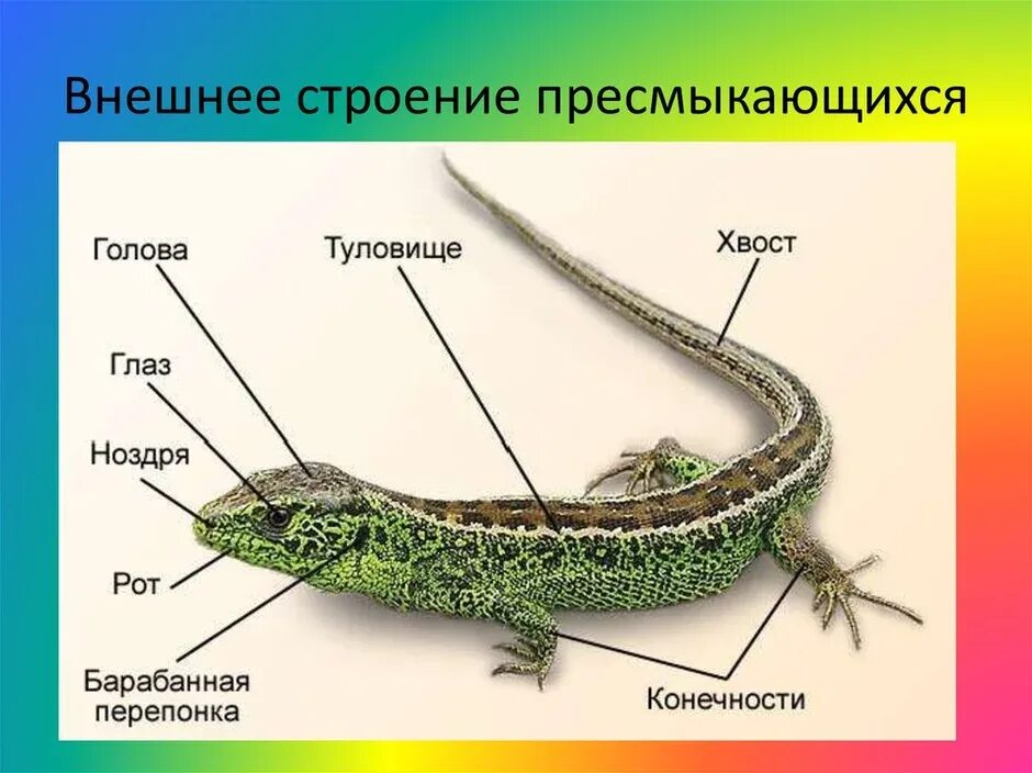 Схема строения ящерицы. Строение пресмыкающихся 2 класс. внешнее строение прыткой ящерицы. внешнее строение пресмыкающихся 7 класс. схема внешнего строения пресмыкающихся.