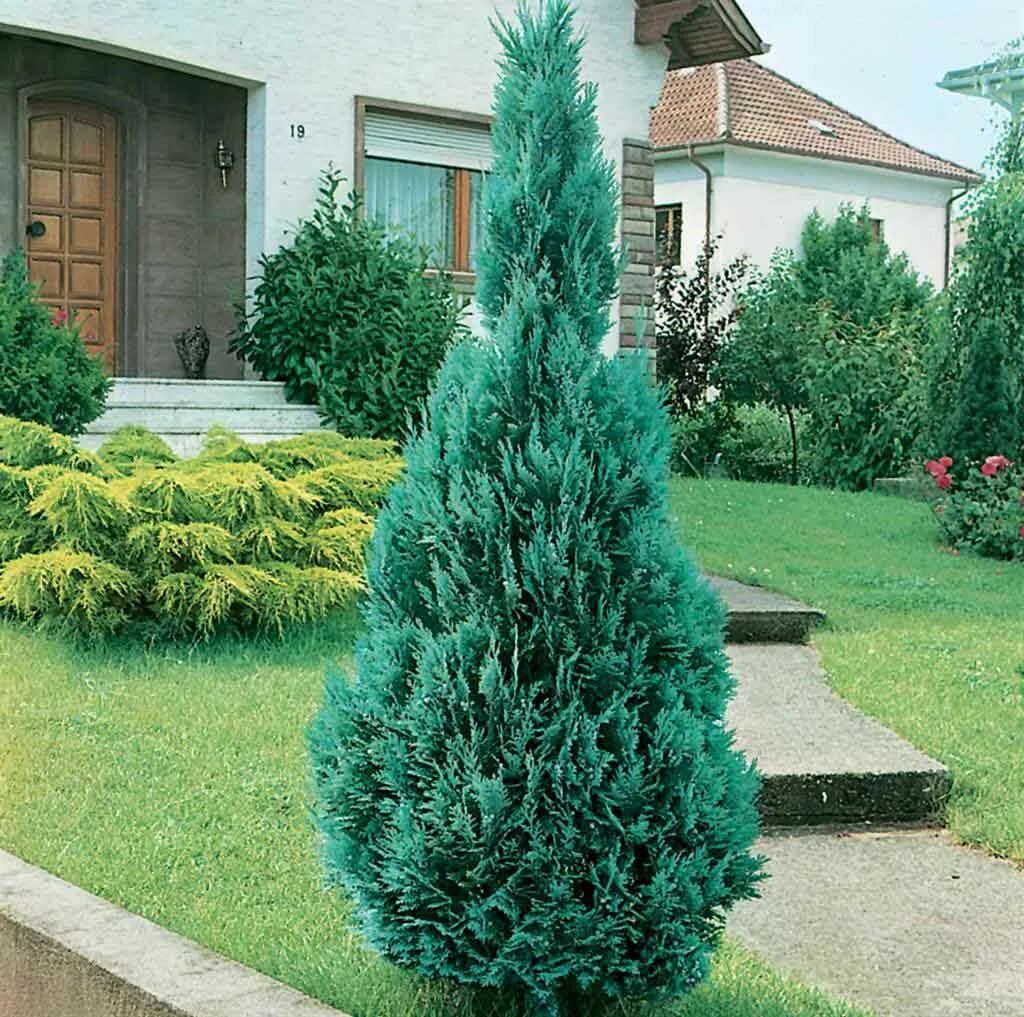 Кипарисовик лавсона блю сюрпрайз. Кипарисовик лавсона блю. Голубой кипарис. Кипарис колумнарис. Кипарисовик лавсона блю сюрпрайз.