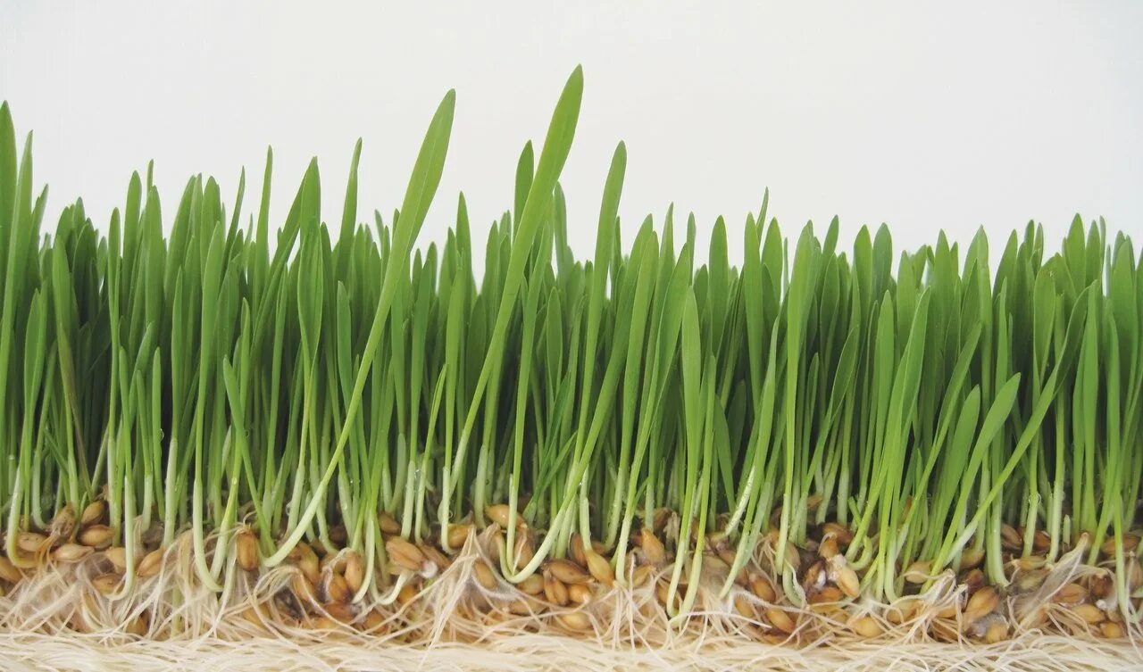 Витграсс микрозелень. Микрозелень пшеницы. Микрозелень пшеницы витграсс. Семена пшеницы микрозелень. Микрозелень пшеницы.