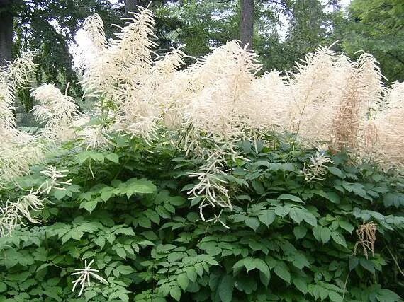 Волжанка двудомная (Aruncus dioicus) 490 руб. AGRO851