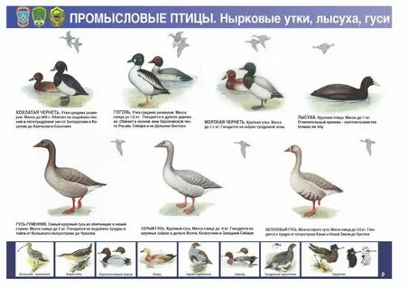 Общие признаки для всех живущих диких птиц