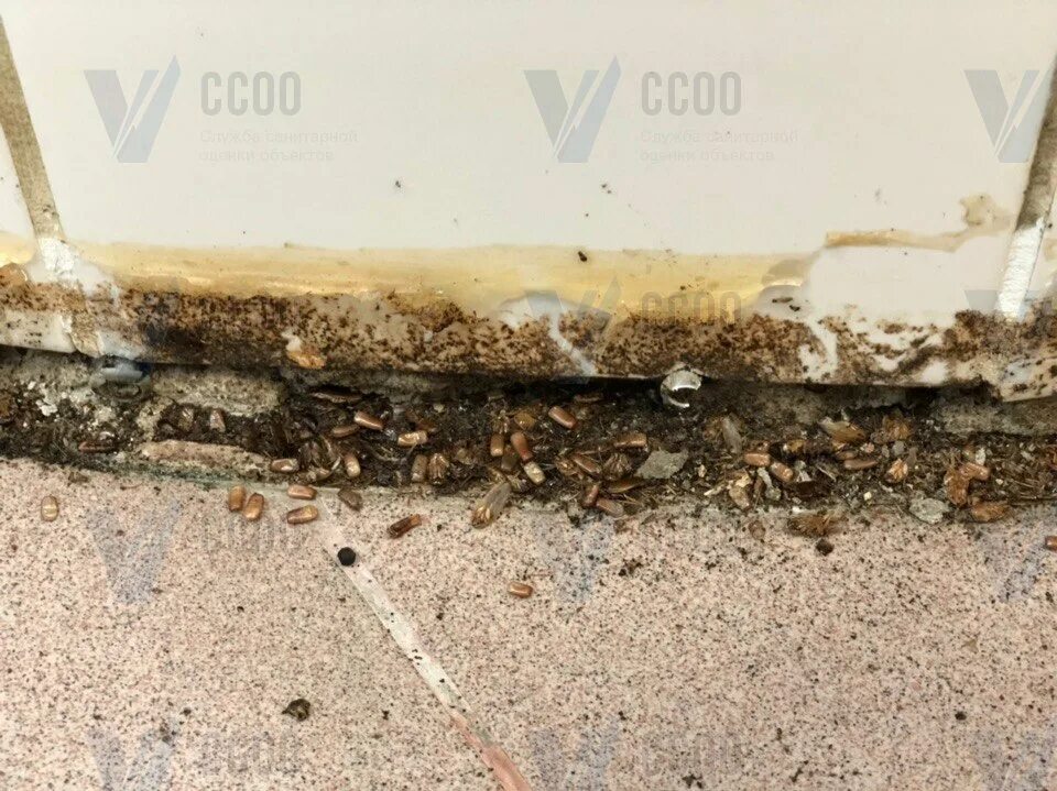 Гнездо тараканов прусаков. Тараканы в квартире гнездо. Тараканье гнездо в квартире. Гнездо тараканов в квартире. Гнездо тараканов в квартире.