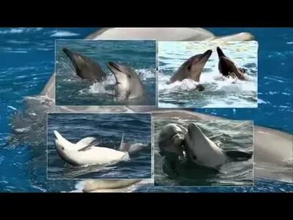 Музыка дельфины видео