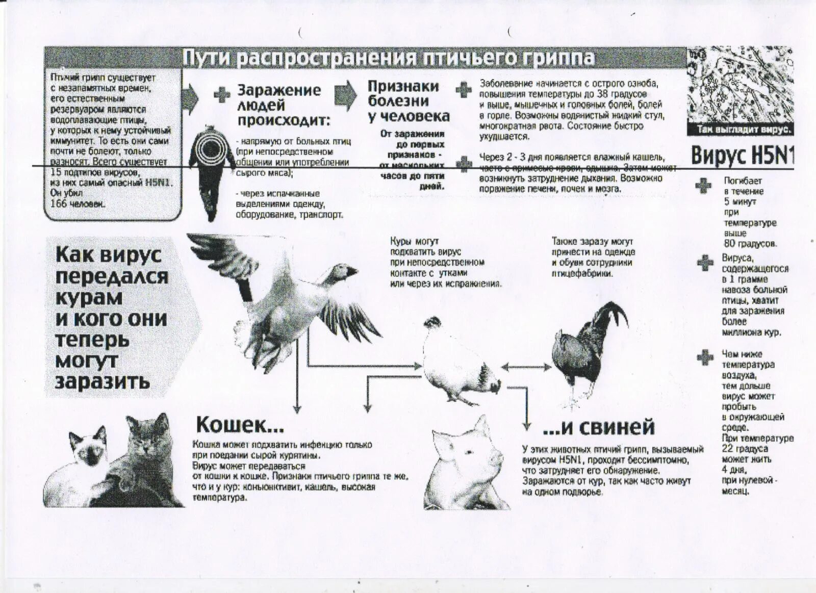 Птичий грипп симптомы у птиц. Птичий грипп h7n7. Птичий грипп симптомы у птиц. Симптомы птичьего гриппа у курей. Болезнь ньюкасла птиц симптомы.