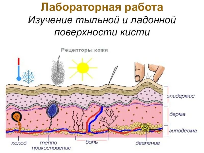 Рецепторы кожи функции. Основные функции кожи. кожа выполняет функции. защитная функция кожи человека. секреторная функция кожи.