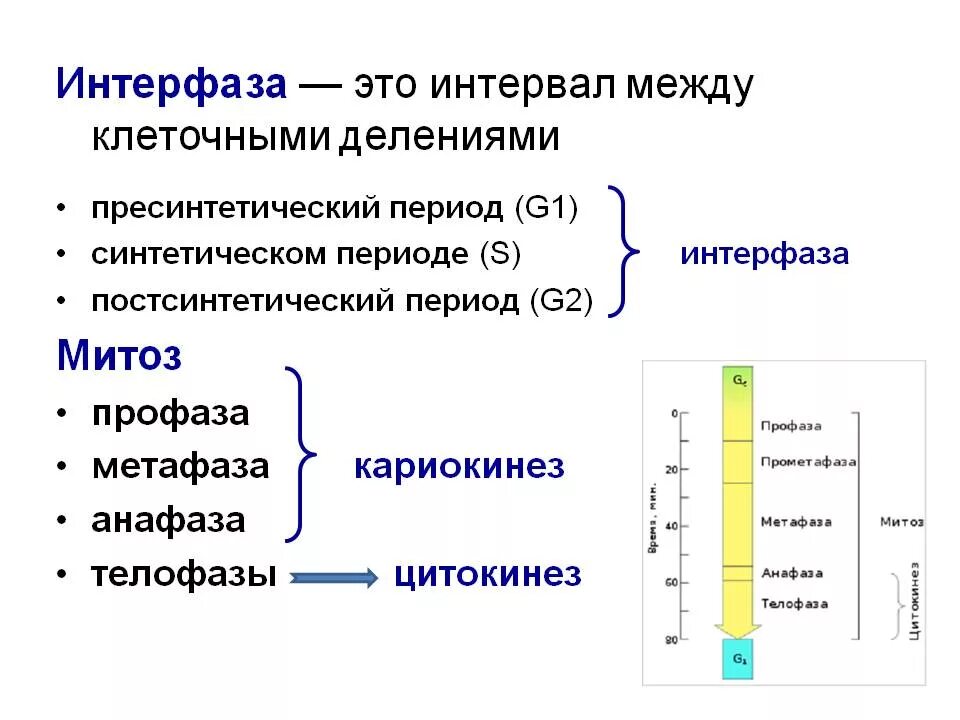 Характеристика периодов интерфазы. Три периода интерфазы. Интерфаза характеристика процессов. Интерфаза 1. 3 этапа интерфазы