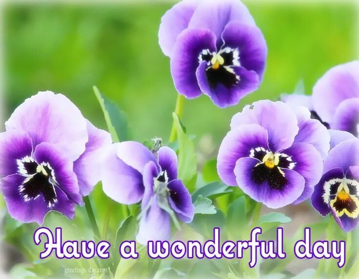 Good day for three. Открытка have a nice day. открытки wonderful day. цветы good day. have a good day картинки.