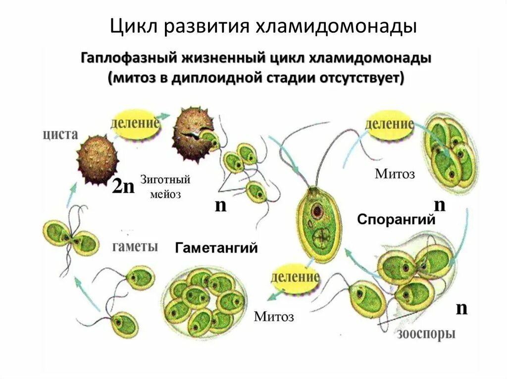 Хромосомы водорослей. Половое и бесполое размножение водорослей. Размножение одноклеточных водорослей. Бесполое размножение – зооспорами.. Бесполое размножение водорослей.