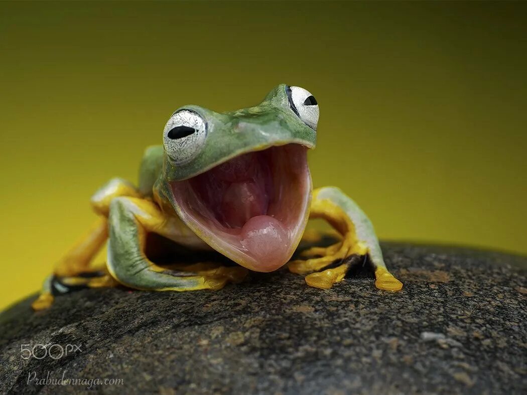 Глазастая лягушка. Смешные лягушки. Смешная жаба. Лягушка открыла рот. Лупоглазая лягушка.