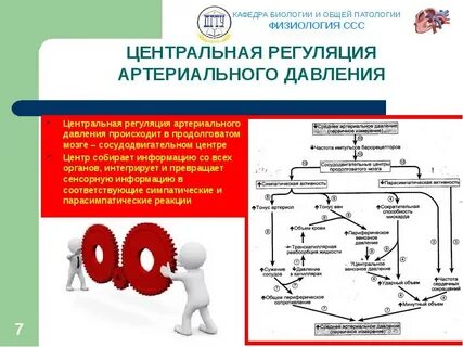 Механизмы саморегуляции кровяного давления