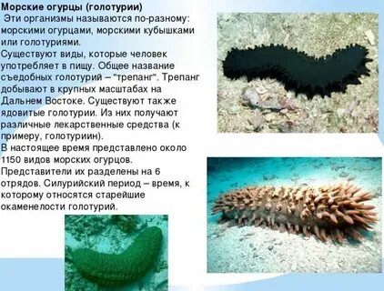 К какой группе обитателей относятся голотурии