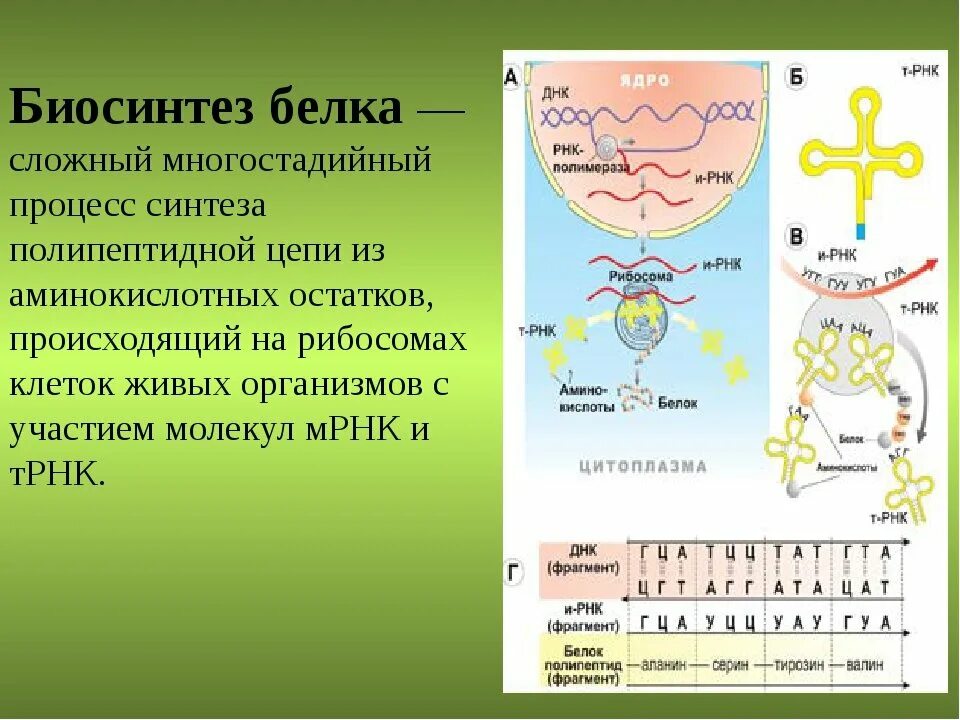 Осуществляет биосинтез белков