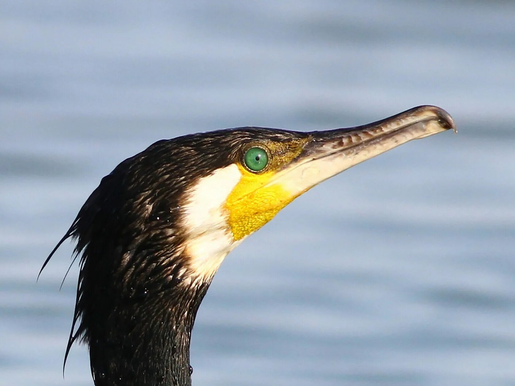 Phalacrocorax Carbo. Королевский Баклан. Капский Баклан. Баклан Балтийский.