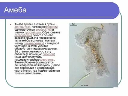 Где обитает амеба протей