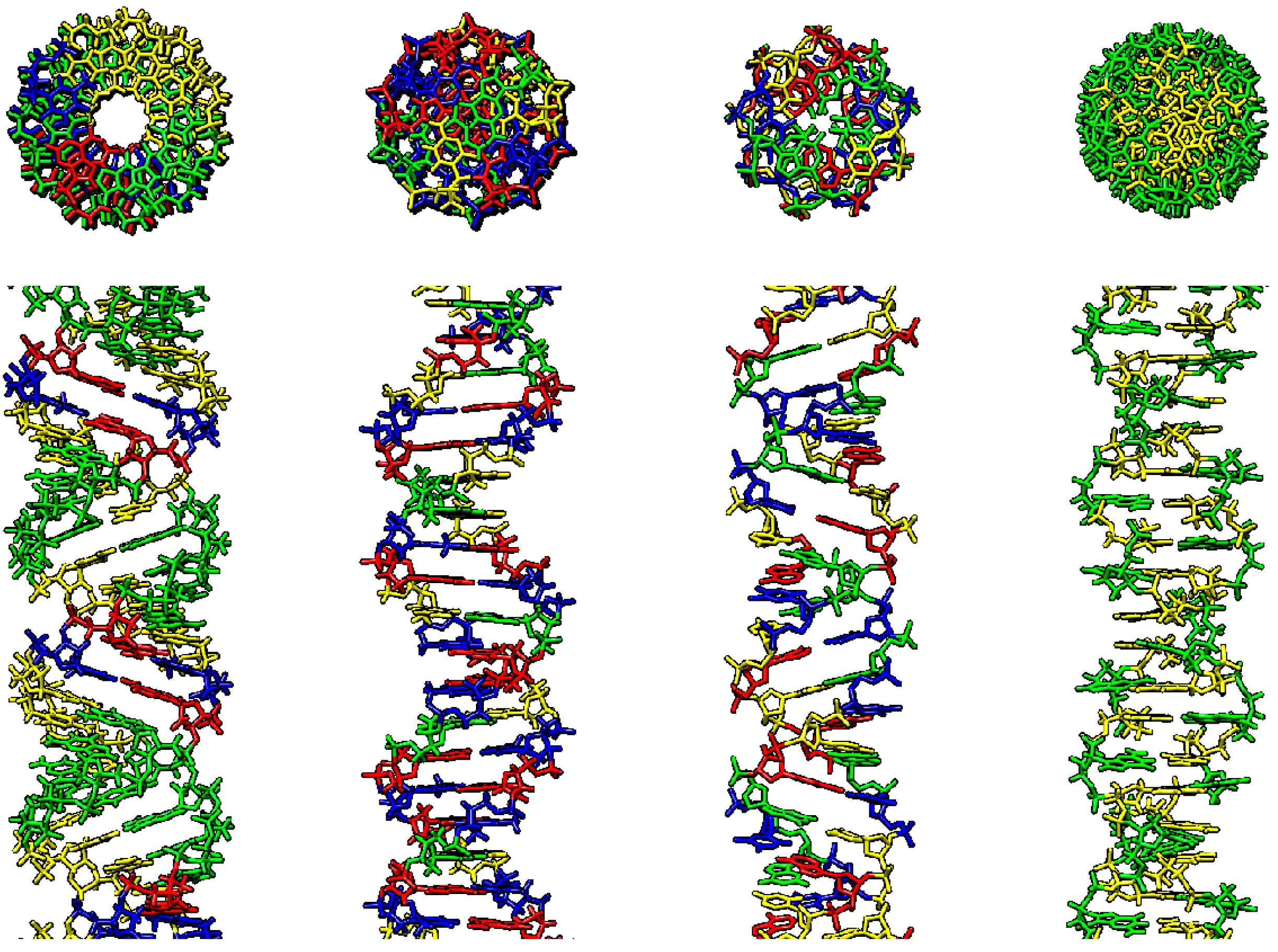 Модель ДНК И РНК. Объемная модель ДНК. B-ДНК. Модель ДНК из бисера.