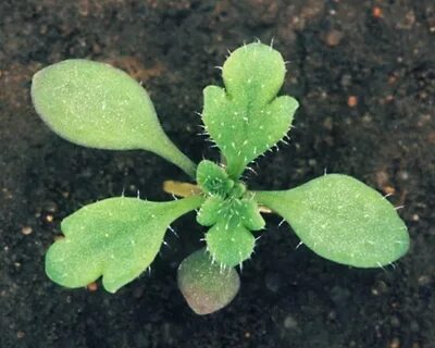 Crop id