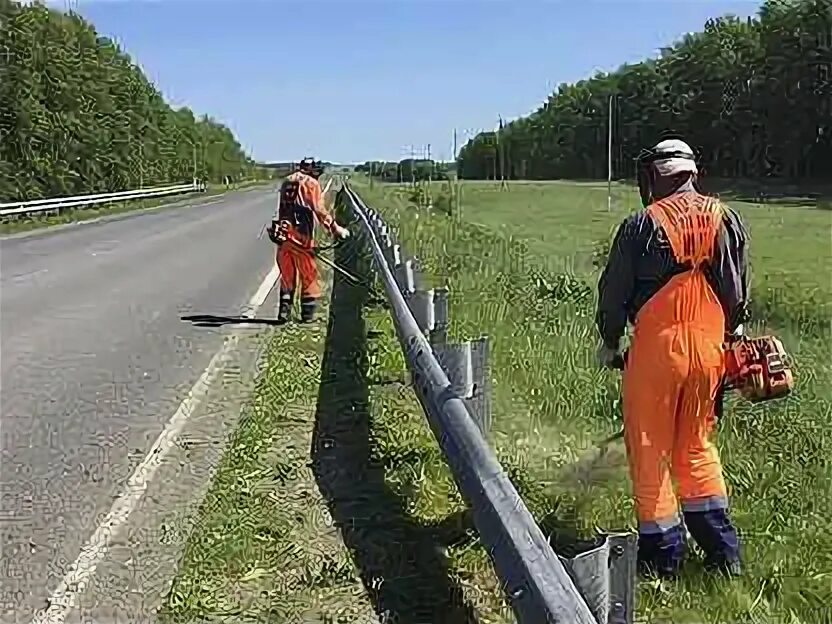 Трава на обочинах дорог