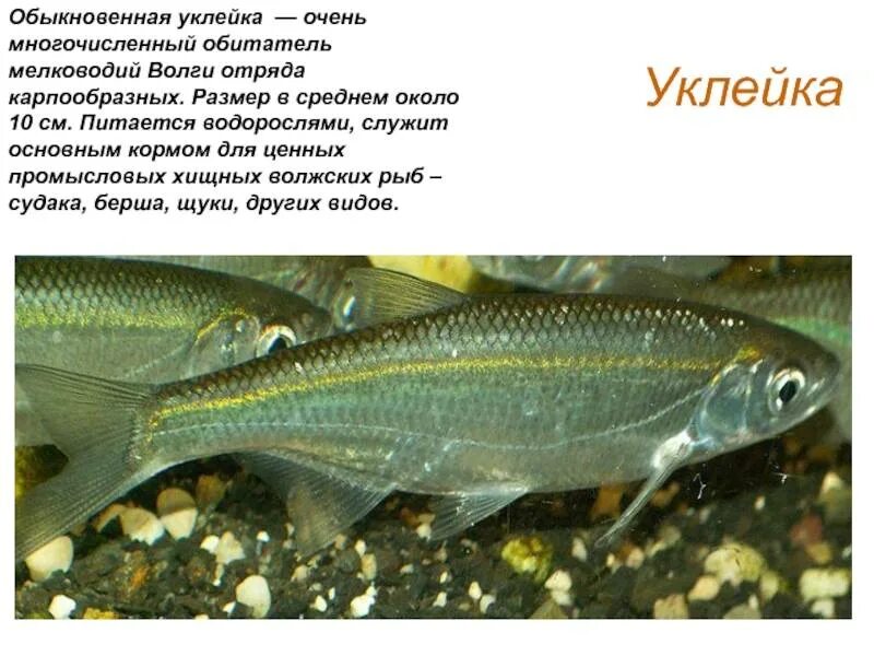 Рыба уклейка фото и описание