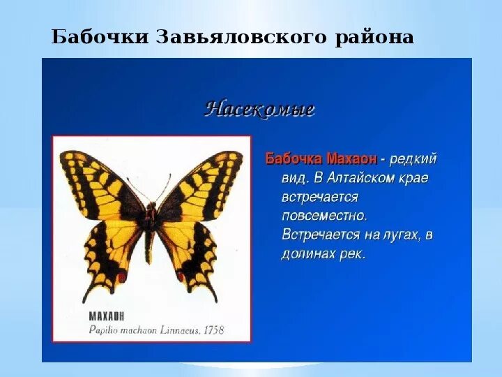 Бабочка махаон описание. Бабочка Махаон из красной книги России. Махаон бабочка 2 класс. Махаон бабочка красная книга описание. Бабочка Махаон занесена в красную книгу.