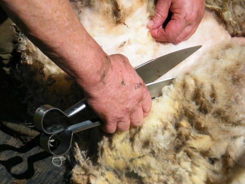 На какой праздник режут барана. Стрижка шерсти овец. Ножницы для стрижки овец. Ручная стрижка овец. Ножницы для стрижки шерсти овец.