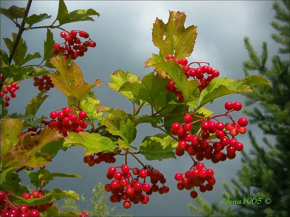 Калины куст авторы. Калины куст авторы. Калины куст авторы. Калины куст авторы. Калина дерево кустарник.