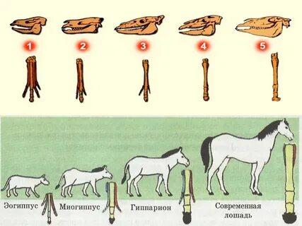 Современная лошадь эволюция