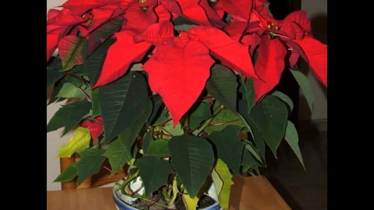Сверху зелено снизу красно. Пуансеттия фикус. Рождественская звезда цветок Антуриум цветок. Домашние цветы с красными листьями. Цветок ко натный с красными листьями.