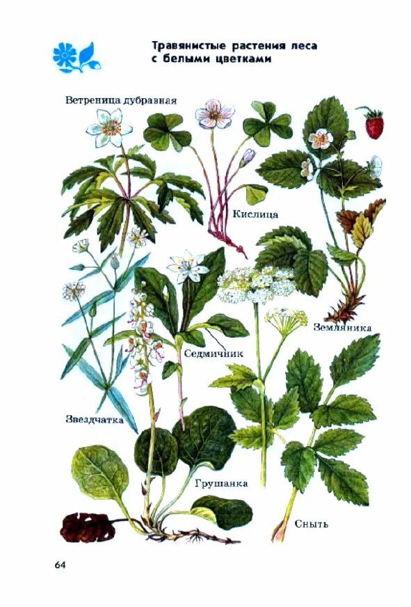 Травянистое растение окружающий мир. Атлас определитель растения леса. Атлас определитель травянистые растения леса. Атлас определитель Лесные растения. Гербарий смешанного леса атлас определитель.