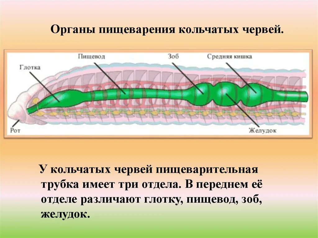 Развитие систем органов у червей. Пищеварительная система кольчатых червей схема. Нервная и пищеварительная система круглых червей. Пищеварительная система круглых червей состоит из. Строение пищеварительной системы дождевого червя.