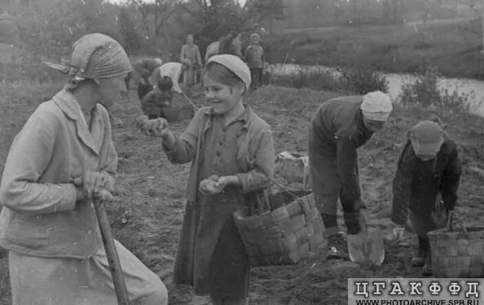Школьники помогли колхозу собрать 4840 кг. Школьники на уборке картофеля. колхоз это для детей. уборка картофеля вручную. женщины в колхозе.