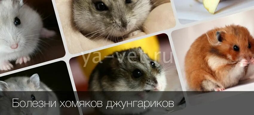 Признаки хомячков. Могила хомяка. Джунгарский хомяк болезни. Сирийский хомяк хвост. Как вывести хомяка из спячки.