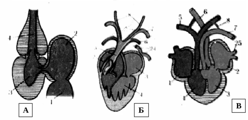 Сердце амфибий трехкамерное. Сердце земноводных. Строение сердца рептилий. Строение сердца рыбы. Предсердие у животных