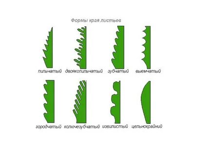 Лист по краю листовой пластинки