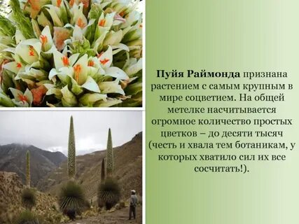 Растения южных районов