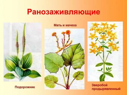 Подорожник двудольное