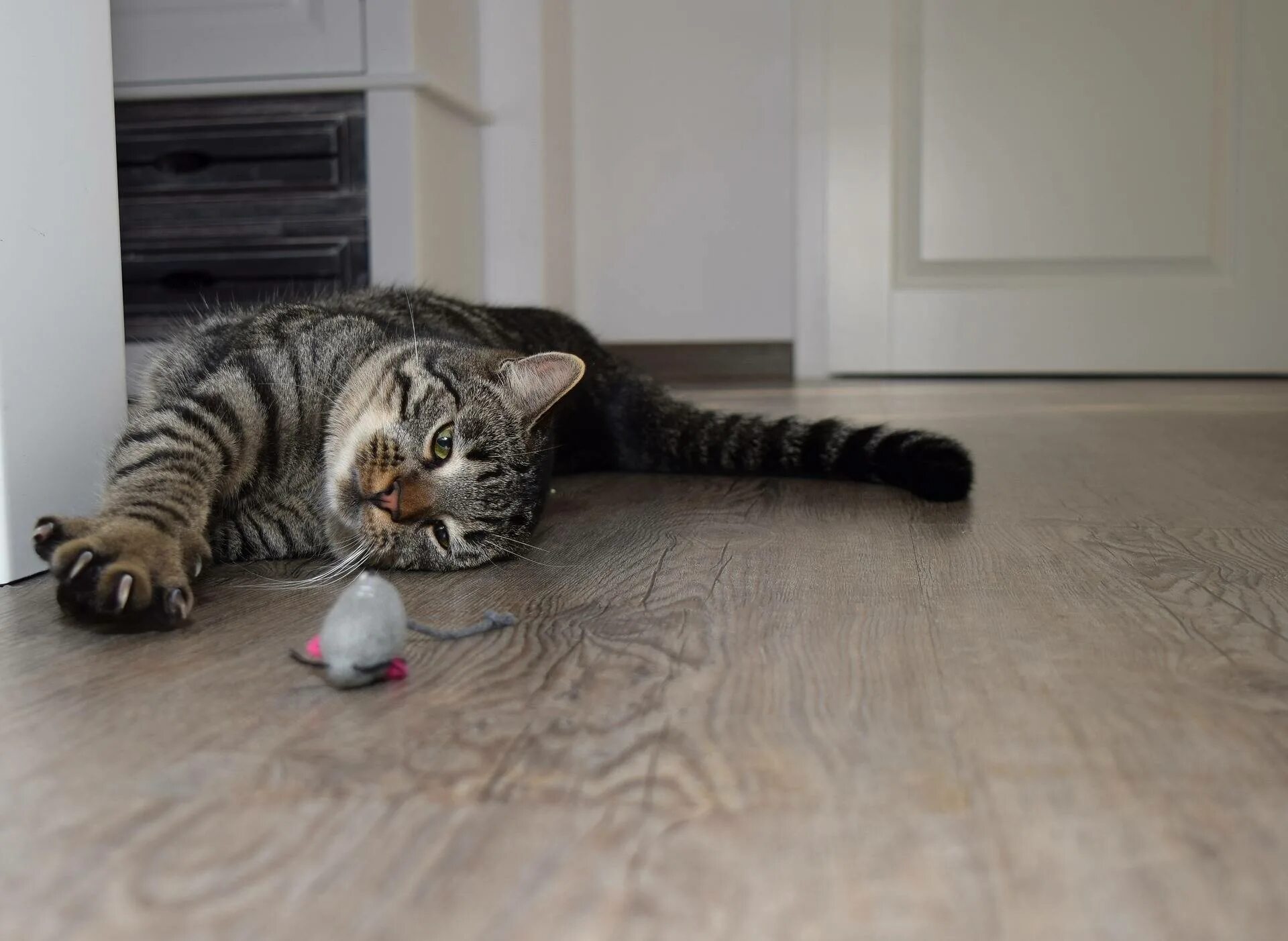 Кошка играет. Кот валяется на полу. Кошка царапает мебель. Пол лапки