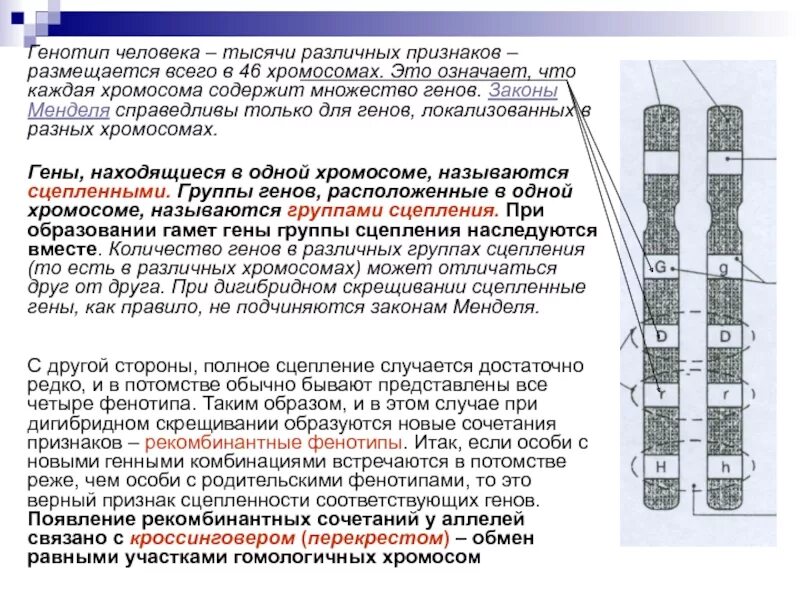 Местоположение генов в хромосоме. Сцепленное наследование признаков группы сцепления. Хромосомы и гены человека. Гены в разных хромосомах. Гены локализованы в разных хромосомах.