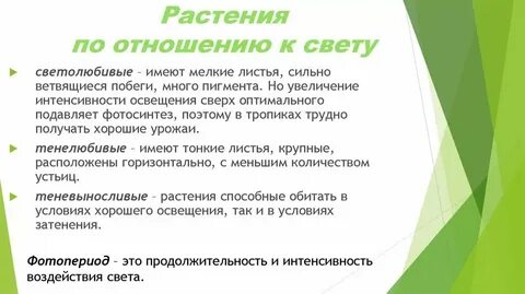 Сосны по отношению к свету
