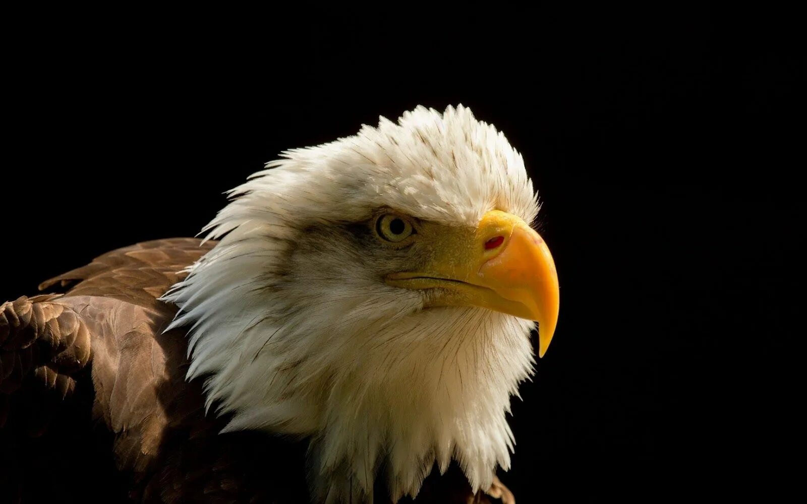 Someone Found Two Eaglets That Fell Out Their Nest, People Team Up To Rescue The