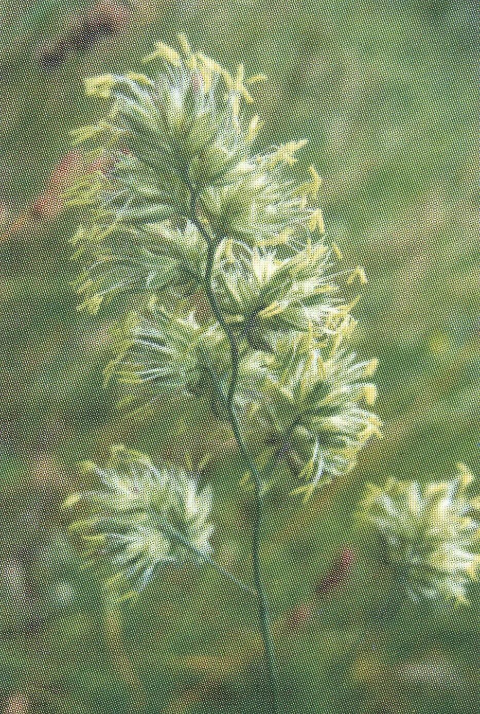Как выглядит растение ежа сборная Épinglé sur Plants_Croatia